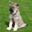 Miniature Pinschelkhound -- Pinscher Miniatura X Perro cazador de alces noruego gris