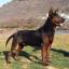 Laizhou-Hond