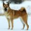 Hällefors Elkhound