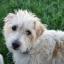 Jack-A-Poo -- Jack Russell Terrier X Poedel