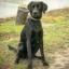 Labmaraner -- Labrador Retriever X Weimarse staande hond