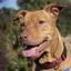 Vizsla Staff -- Kortharige Hongaarse staande hond X American Staffordshire Terrier
