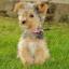 Yorkipoo -- Yorkshire Terrier X Poedel