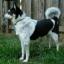 American Eagle Dog -- American Eskimo Dog X Beagle