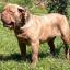 Italian Bulldogge -- Olde English Bulldogge X Napolitaanse Mastiff