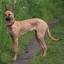 Malinois Greyhound -- Belgische Mechelse Herder X Greyhound