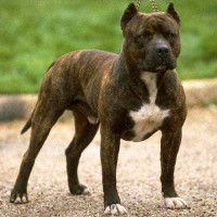 Pitbull fci best sale