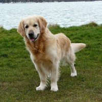 Golden Retriever - Standard de race FCI 111