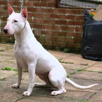 English white shop terrier extinct