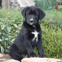 Saint pierre best sale labernese
