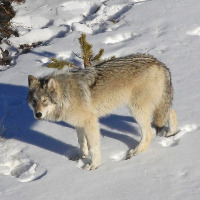 Baffin Island wolf