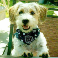Beagle and shih sales tzu