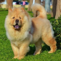 Chusky Chow Chow X Siberian Husky