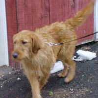 Goldendale Golden Retriever X Airedale Terrier