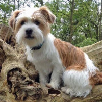Jack shih best sale puppies