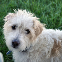 Jack russell x mini poodle cheap