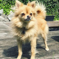 Spitz chiwawa shop