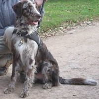 Flat coated retriever aussie mix store