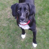 Boxspring Boxer X English Springer Spaniel