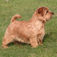 Norjack terrier sales