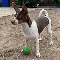 Toy doxie clearance