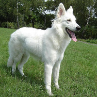 White swiss shepherd dogs sales 101